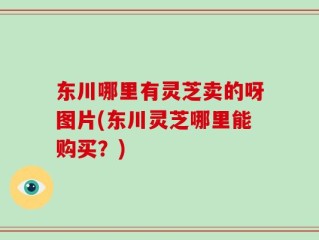 东川哪里有灵芝卖的呀图片(东川灵芝哪里能购买？)