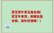 灵芝煲牛骨五指毛桃(灵芝牛骨煲，附赠五指毛桃，滋补好滋味！)