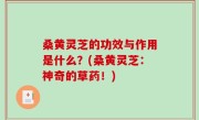 桑黄灵芝的功效与作用是什么？(桑黄灵芝：神奇的草药！)