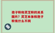 孢子粉和灵芝粉的关系图片？灵芝本体和孢子粉有什么不同