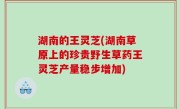 湖南的王灵芝(湖南草原上的珍贵野生草药王灵芝产量稳步增加)