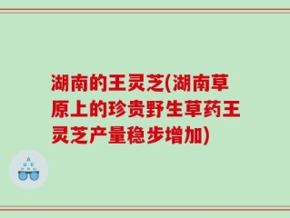 湖南的王灵芝(湖南草原上的珍贵野生草药王灵芝产量稳步增加)