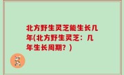 北方野生灵芝能生长几年(北方野生灵芝：几年生长周期？)