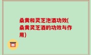 桑黄和灵芝泡酒功效(桑黄灵芝酒的功效与作用)