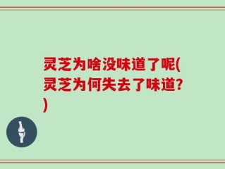 灵芝为啥没味道了呢(灵芝为何失去了味道？)