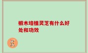 椴木培植灵芝有什么好处和功效
