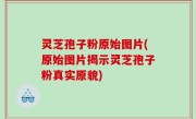 灵芝孢子粉原始图片(原始图片揭示灵芝孢子粉真实原貌)