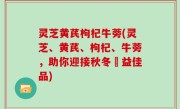 灵芝黄芪枸杞牛蒡(灵芝、黄芪、枸杞、牛蒡，助你迎接秋冬補益佳品)