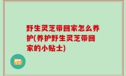 野生灵芝带回家怎么养护(养护野生灵芝带回家的小贴士)