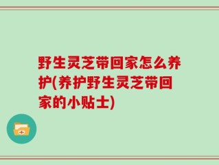 野生灵芝带回家怎么养护(养护野生灵芝带回家的小贴士)