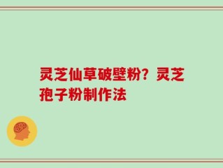灵芝仙草破壁粉？灵芝孢子粉制作法