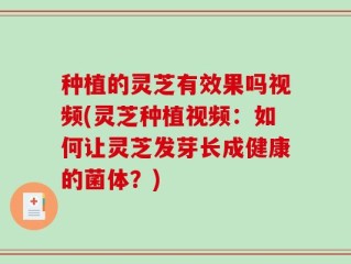 种植的灵芝有效果吗视频(灵芝种植视频：如何让灵芝发芽长成健康的菌体？)