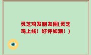 灵芝鸡发朋友圈(灵芝鸡上线！好评如潮！)