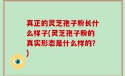 真正的灵芝孢子粉长什么样子(灵芝孢子粉的真实形态是什么样的？)