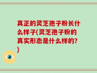 真正的灵芝孢子粉长什么样子(灵芝孢子粉的真实形态是什么样的？)