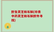 野生灵芝和石斛(珍贵中药灵芝和石斛野外寻找)