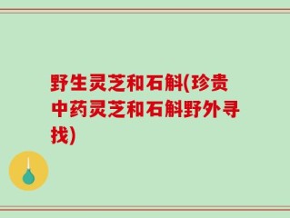 野生灵芝和石斛(珍贵中药灵芝和石斛野外寻找)