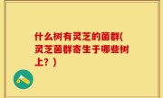 什么树有灵芝的菌群(灵芝菌群寄生于哪些树上？)