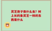 灵芝孢子像什么虫？树上长的象灵芝一样的东西是什么