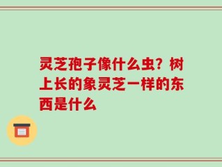 灵芝孢子像什么虫？树上长的象灵芝一样的东西是什么