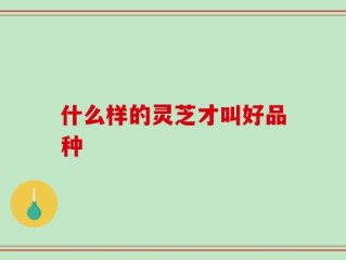 什么样的灵芝才叫好品种