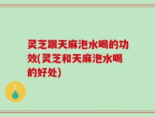 灵芝跟天麻泡水喝的功效(灵芝和天麻泡水喝的好处)