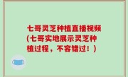 七哥灵芝种植直播视频(七哥实地展示灵芝种植过程，不容错过！)