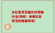 大红色灵芝图片欣赏图大全(惊叹！来看红色灵芝的美丽风采)