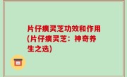 片仔癀灵芝功效和作用(片仔癀灵芝：神奇养生之选)