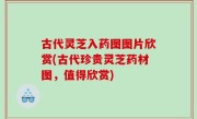 古代灵芝入药图图片欣赏(古代珍贵灵芝药材图，值得欣赏)