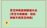 灵芝种类鉴别图谱大全(灵芝分类图鉴：轻松辨别不同灵芝种类)