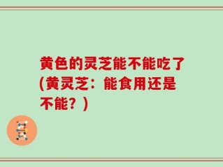 黄色的灵芝能不能吃了(黄灵芝：能食用还是不能？)