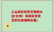 上山采巨型灵芝视频大全(壮观！采摘巨型灵芝的壮丽视频合集)