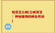 司灵芝三峡(三峡灵芝：神秘植物的峡谷传说)