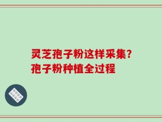 灵芝孢子粉这样采集？孢子粉种植全过程