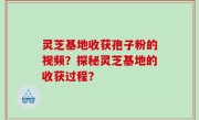 灵芝基地收获孢子粉的视频？探秘灵芝基地的收获过程？