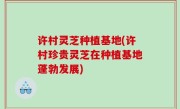 许村灵芝种植基地(许村珍贵灵芝在种植基地蓬勃发展)