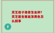 灵芝孢子像寄生虫卵？灵芝菌包里面发黄色怎么回事