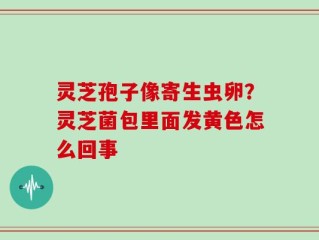 灵芝孢子像寄生虫卵？灵芝菌包里面发黄色怎么回事