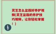 灵芝怎么盆栽好养护视频(灵芝盆栽的养护技巧视频，让你轻松掌握！)