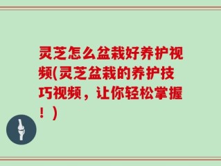 灵芝怎么盆栽好养护视频(灵芝盆栽的养护技巧视频，让你轻松掌握！)