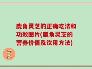 鹿角灵芝的正确吃法和功效图片(鹿角灵芝的营养价值及饮用方法)