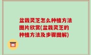 盆栽灵芝怎么种植方法图片欣赏(盆栽灵芝的种植方法及步骤图解)