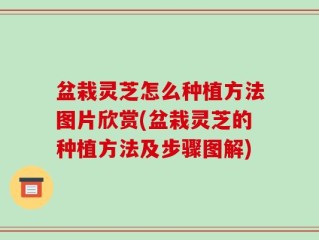 盆栽灵芝怎么种植方法图片欣赏(盆栽灵芝的种植方法及步骤图解)