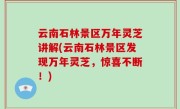 云南石林景区万年灵芝讲解(云南石林景区发现万年灵芝，惊喜不断！)