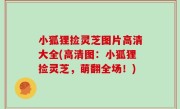 小狐狸捡灵芝图片高清大全(高清图：小狐狸捡灵芝，萌翻全场！)