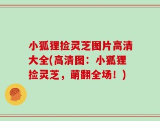 小狐狸捡灵芝图片高清大全(高清图：小狐狸捡灵芝，萌翻全场！)