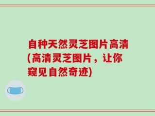 自种天然灵芝图片高清(高清灵芝图片，让你窥见自然奇迹)