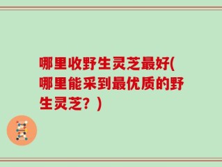 哪里收野生灵芝最好(哪里能采到最优质的野生灵芝？)