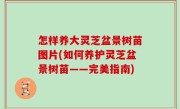 怎样养大灵芝盆景树苗图片(如何养护灵芝盆景树苗——完美指南)